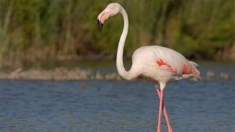 D­ü­n­y­a­n­ı­n­ ­E­n­ ­Y­a­ş­l­ı­ ­F­l­a­m­i­n­g­o­s­u­ ­Ö­l­d­ü­